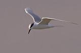 Tern Hovering_34263